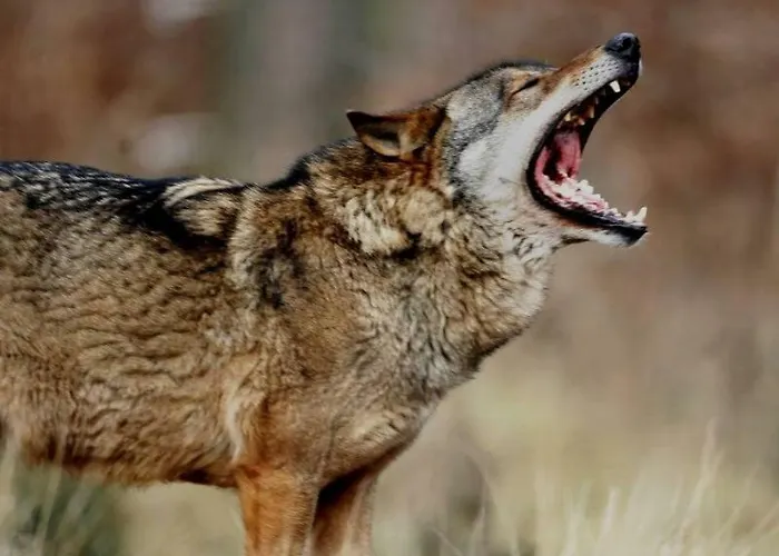 Lagenhof! Keine Monteure! Semesterbostad *